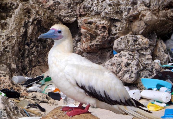 Red-Footed Booby
