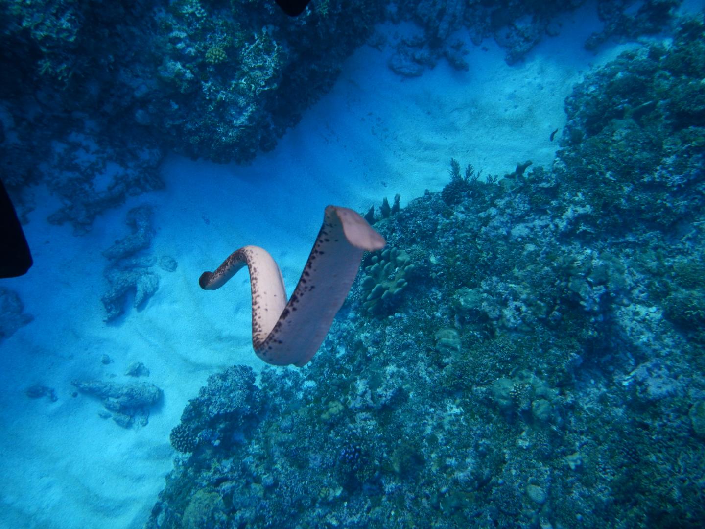 Extra Sense Helps Sea Snakes Live in Their Marine Environment