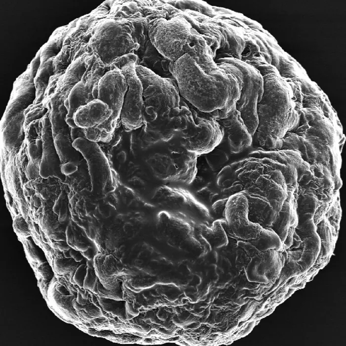 Gelatin sphere with cells