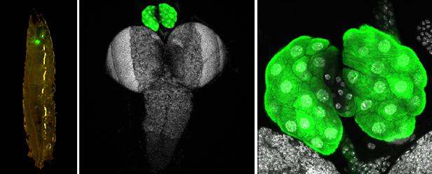 Microscopic Cell Images