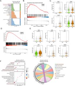 Functional enrichment and gene expression analysis in TAC cells from AK versus WT corneas.