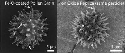Magnetic Pollen