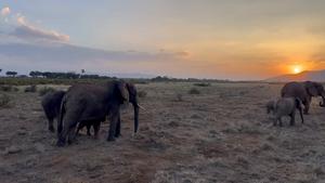 Reunited elephant family leaves together