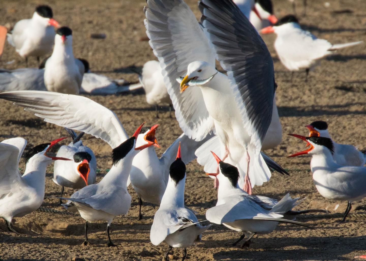Tern2