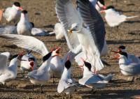 Tern2
