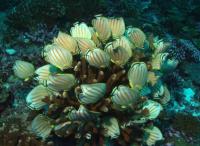 An Underwater Feeding