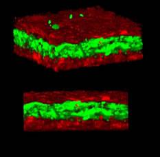 3-D Tissue