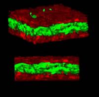 3-D Tissue