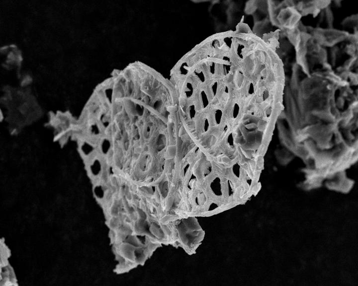 810 Million-Year-Old Microfossils Are Ancient Example of Mineralized Tissue (1 of 8)