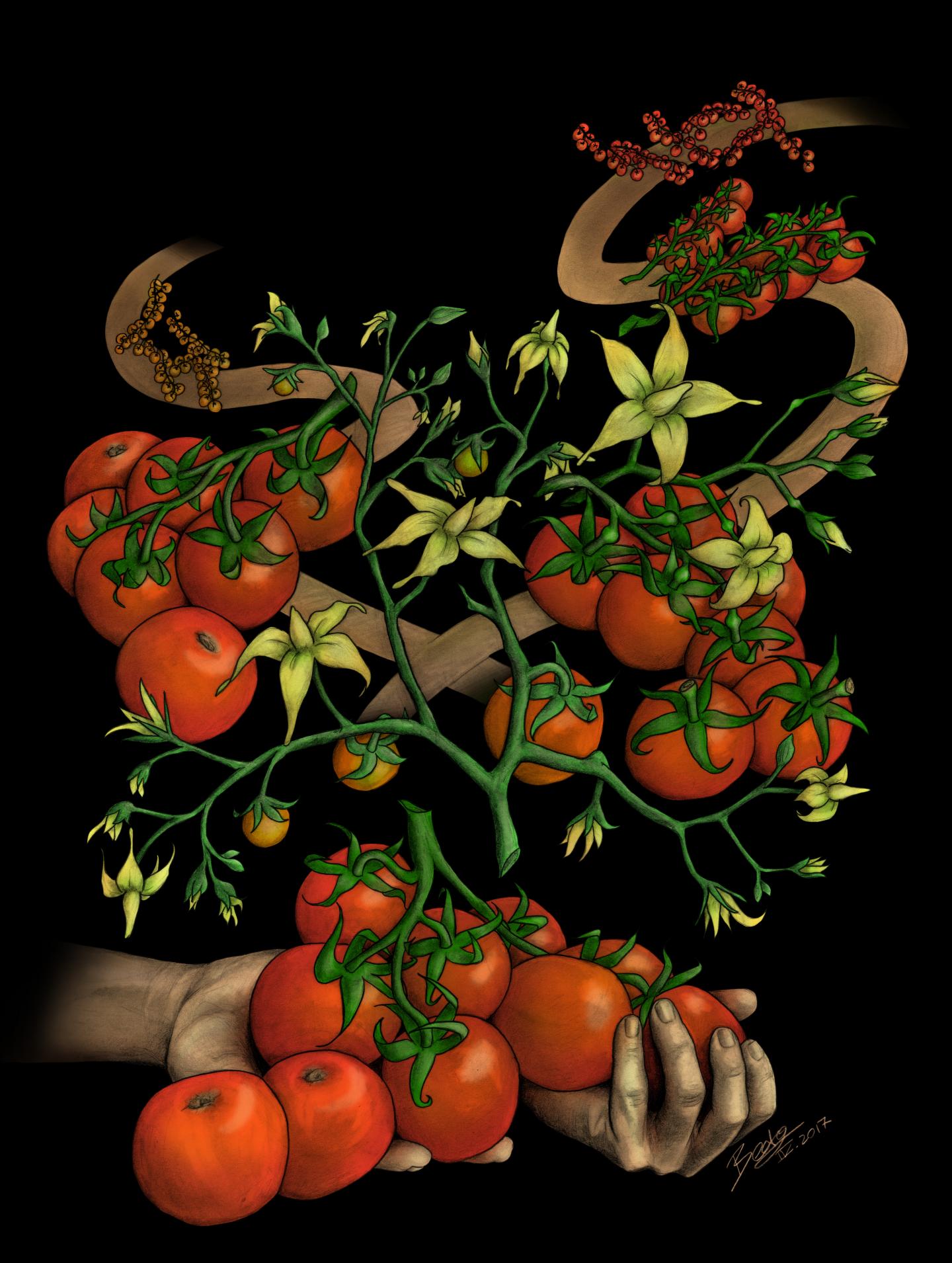 Tomato Plant Mutations