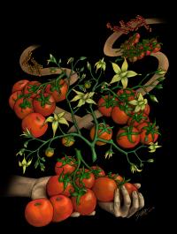 Tomato Plant Mutations