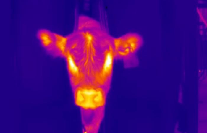 Thermal image of cow