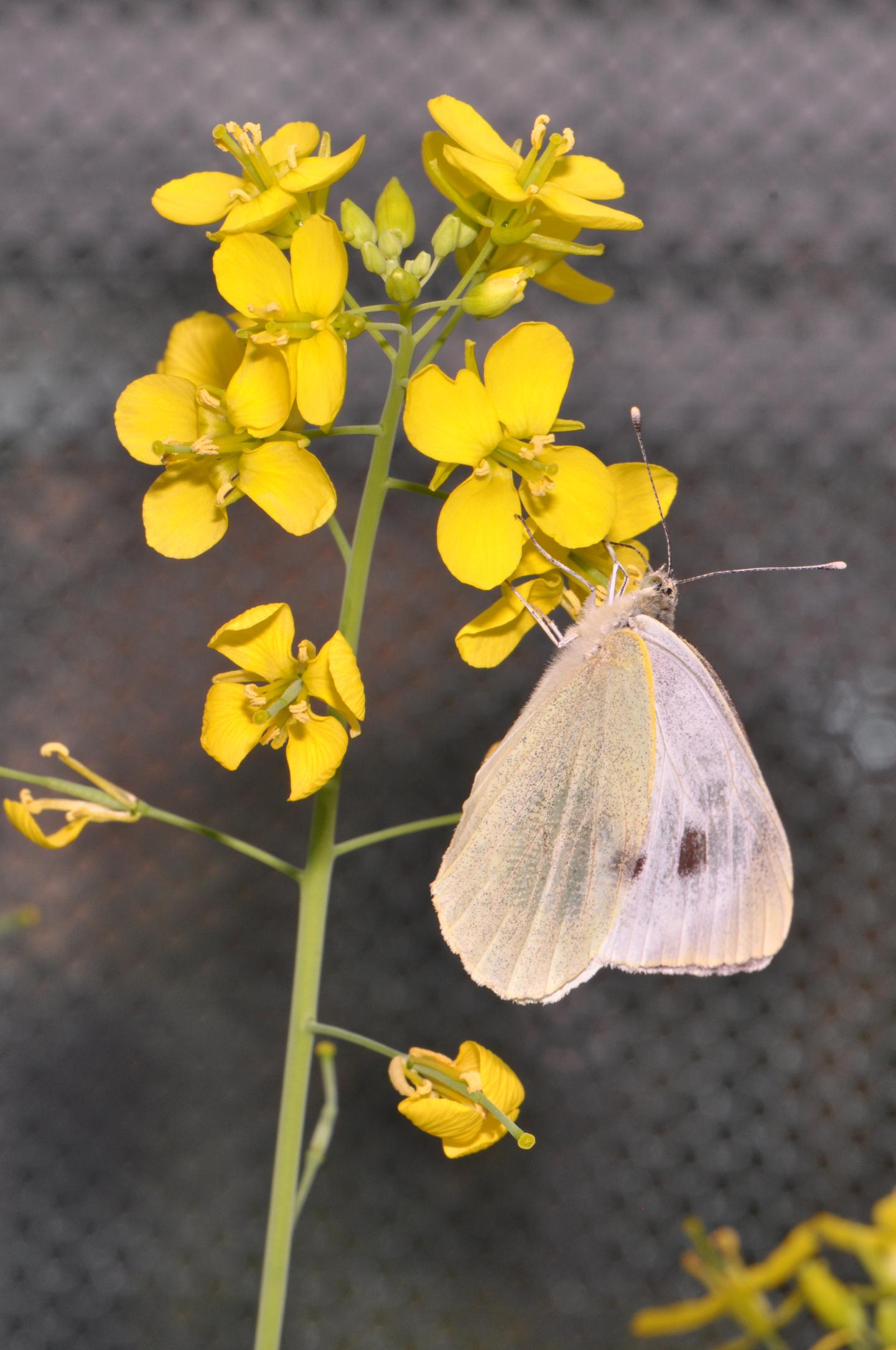 Unique Look at Combined Influence of Pollinators and Herbivores Reveals Rapid Evolution of Floral Traits in Plants