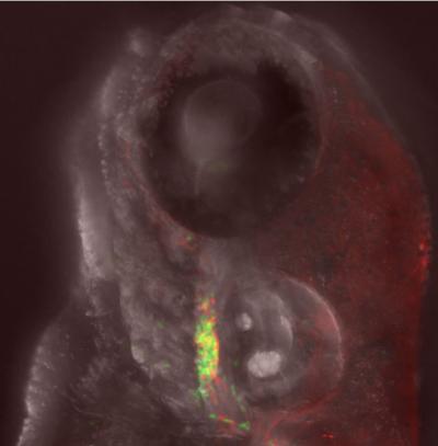 T-cells Migration