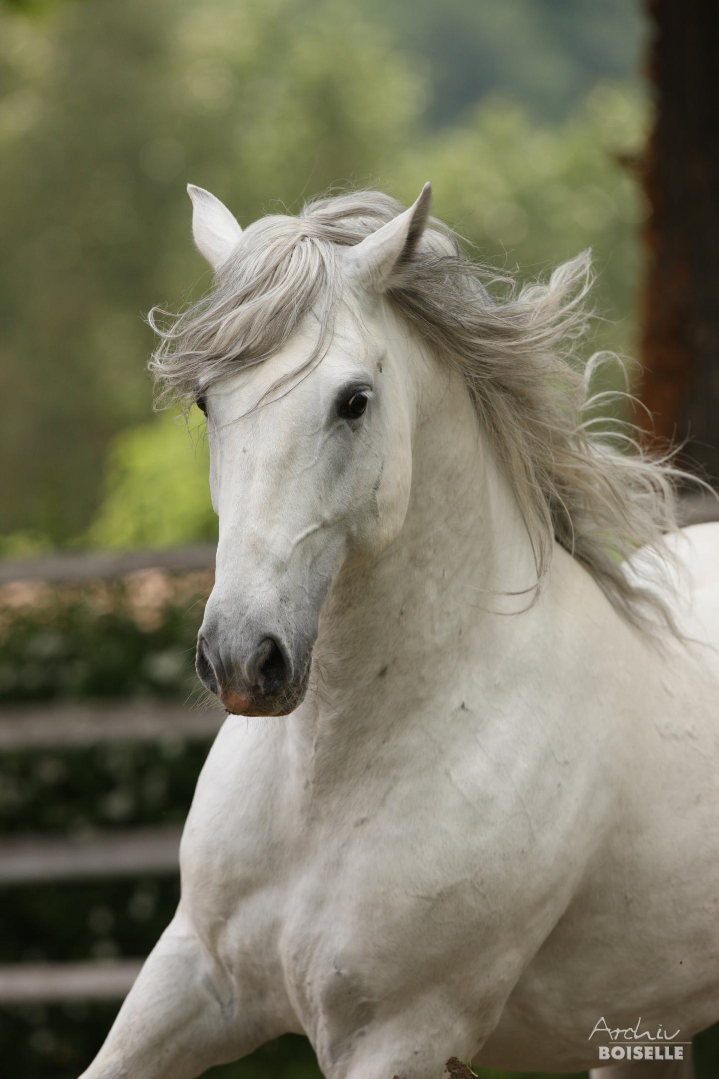 Lipizzan Stallion