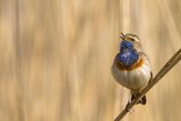 Bird Blue Throat