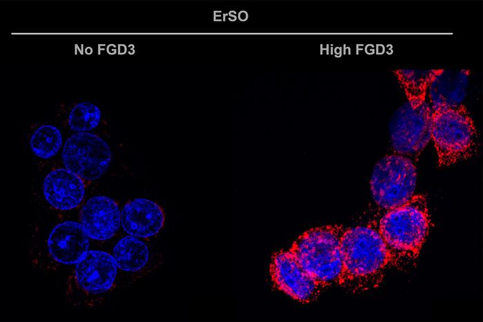 Calreticulin displays on cancer cell surface