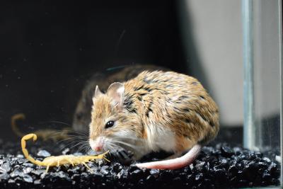 The Mice that Evolved to Resist Pain (4 of 9)