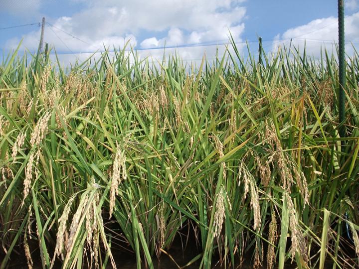Spikelets