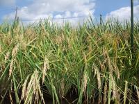Spikelets