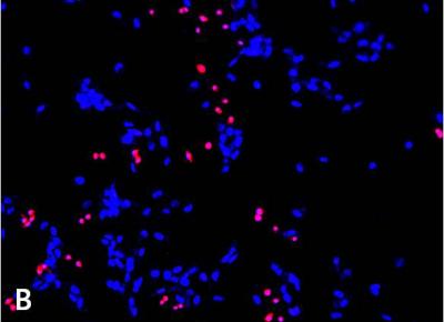 Cell Proliferation