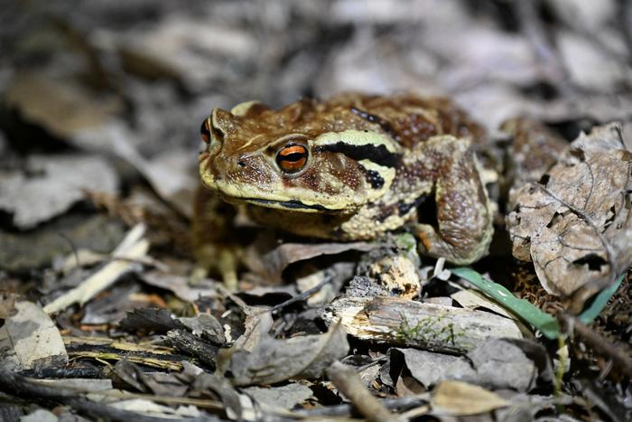 A Japanese Common Toad