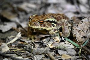 A Japanese Common Toad