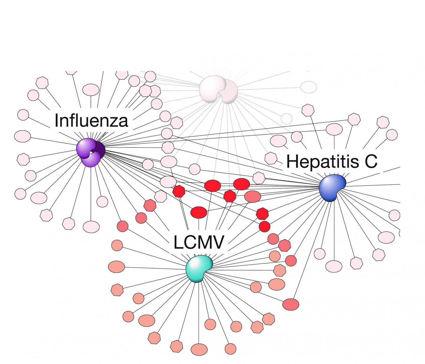 Virus Interactomes