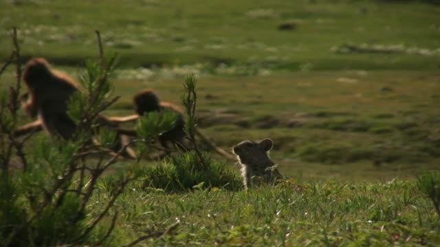 Ethiopian Wolf Hunts for Rodents among Gelada Monkeys