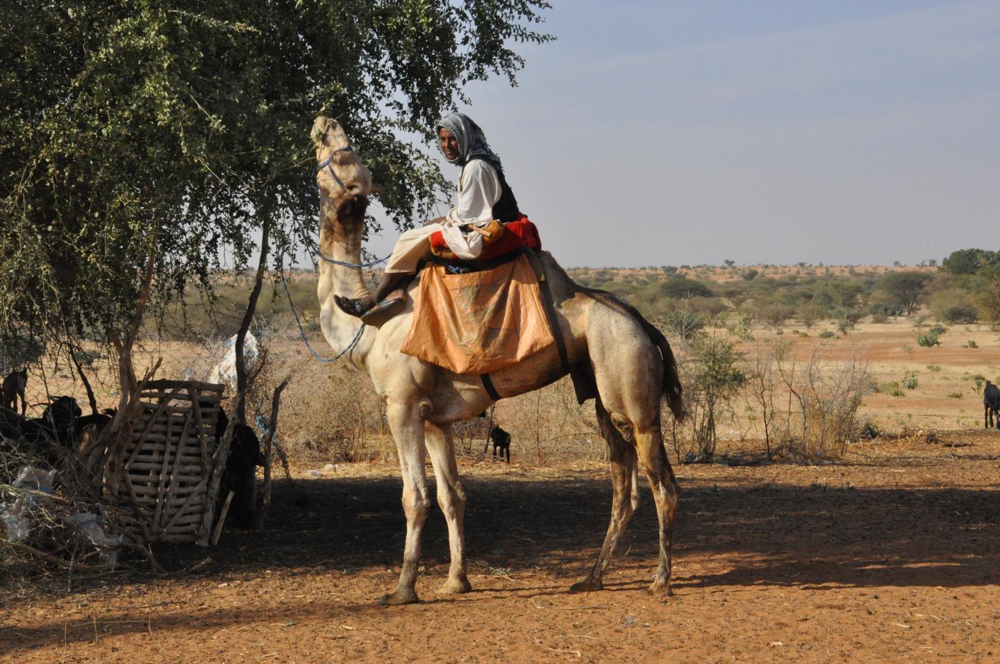 Grazing Camel