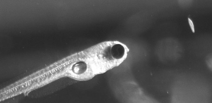 Zebrafish
