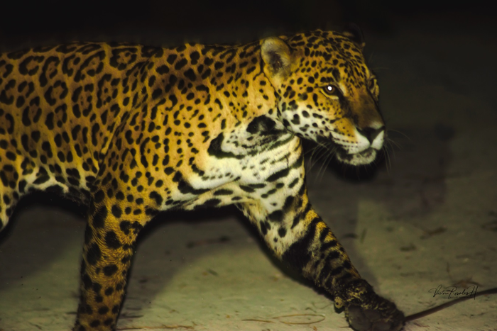 Jaguar wandering around houses