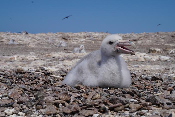 Petrel chick in Patagonia