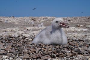 Petrel chick in Patagonia
