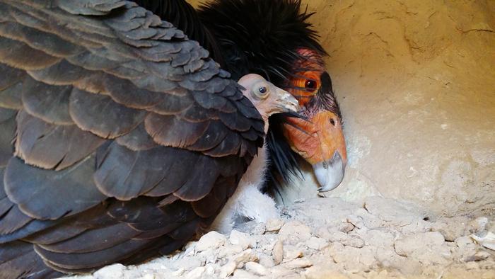 California condor and chick