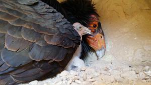 California condor and chick