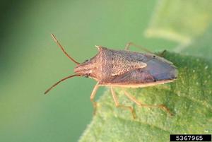 Rice stink bug (O. pugnax)