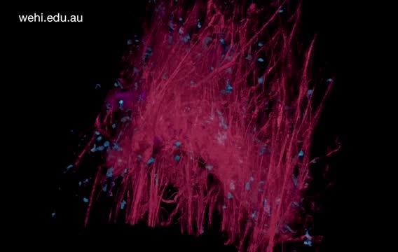 Immune Cells Surveying a Mammary Duct