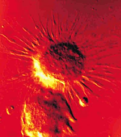 Dendritic Cells