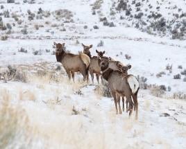 Adult Female Elk