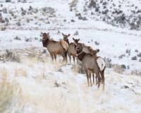 Adult Female Elk