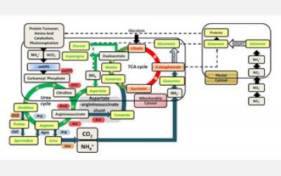 Illustration Showing the Urea Cycle in Marine Diatoms
