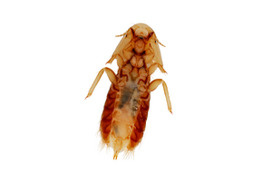 BIRD LOUSE