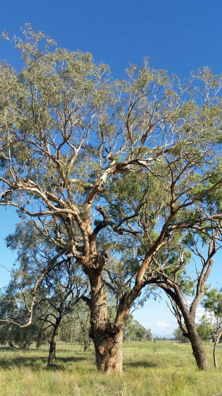 <em>E. melliodora</em>