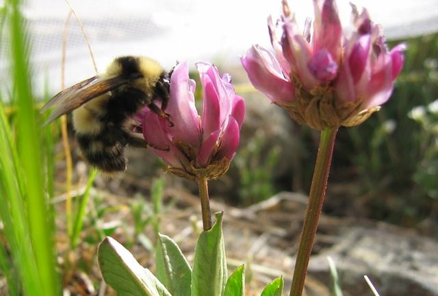Long-Tongued Bumble Bee Queen