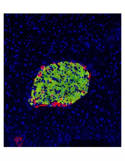 Pancreatic Islet