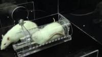 Social Experiences Determine Whether Rats Will Help Strangers