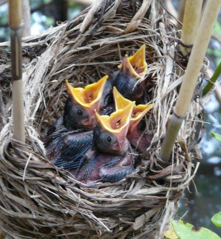Ringed Great Reed Warblers