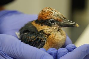 Sihek chick hand-reared as part of recovery programme
