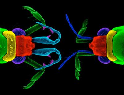 Differing Antennae in Male and Female Water Striders
